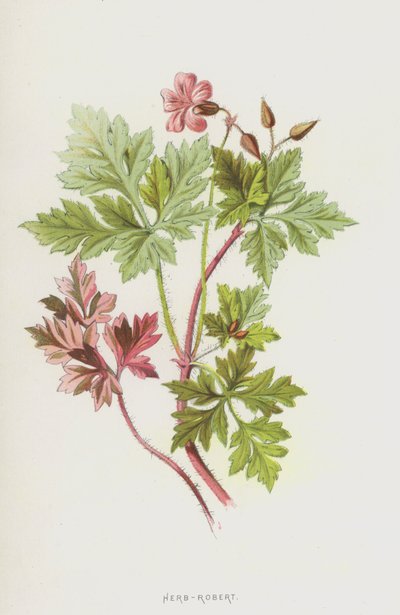 Herb-Robert (cromolito) de Frederick Edward Hulme