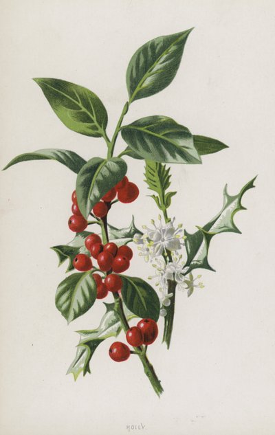 Azevinho (cromolitho) de Frederick Edward Hulme