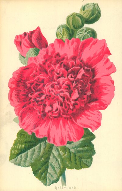 Malva-rosa de Frederick Edward Hulme