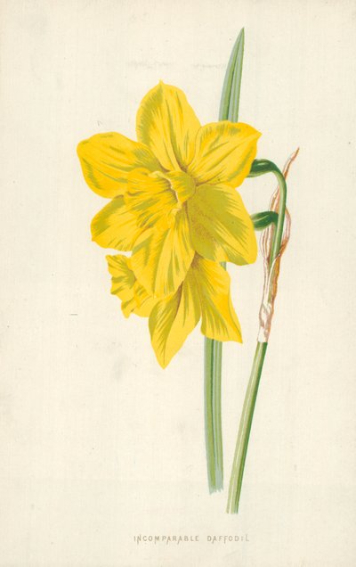 Narciso Incomparável de Frederick Edward Hulme