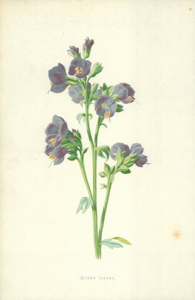 Escada de Jacob de Frederick Edward Hulme