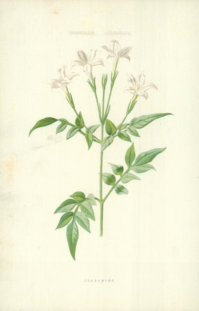 Jessamine de Frederick Edward Hulme