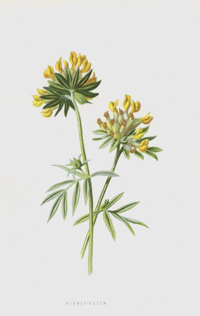 Rim-ervilhaca (cromolitro) de Frederick Edward Hulme