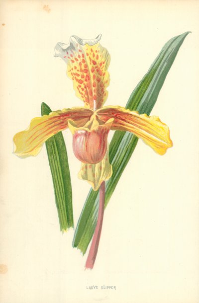 Sapatinho de senhora de Frederick Edward Hulme