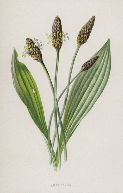 Língua de ovelha (cromolitho) de Frederick Edward Hulme
