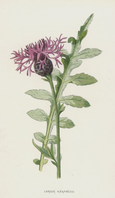 Knapweed Maior (cromolitho) de Frederick Edward Hulme