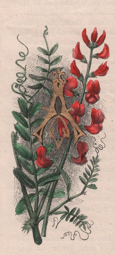 Letra A, letra maiúscula, gravura em aguarela, cm 10x5, de Frederick Edward Hulme (1841-1909) de The familiar Garden Flower, cerca de 1880 de Frederick Edward Hulme