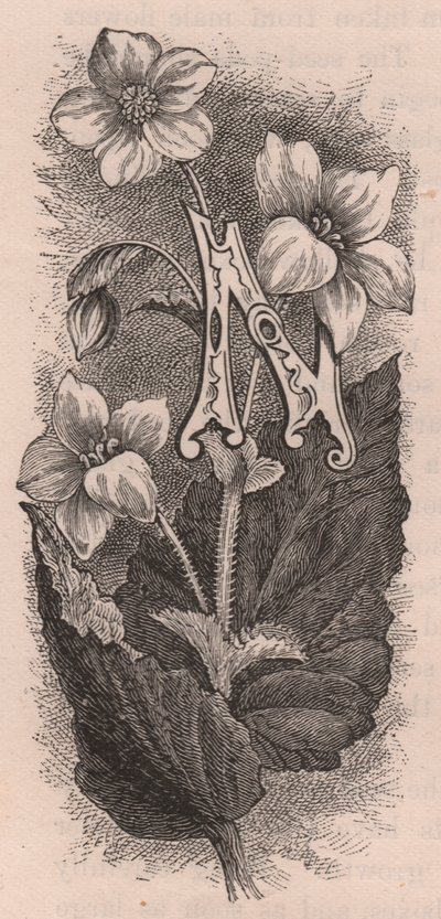 Letra N, letra maiúscula, gravura, cm 10x5, de Frederick Edward Hulme (1841-1909) de The familiar Garden Flower, cerca de 1880 de Frederick Edward Hulme