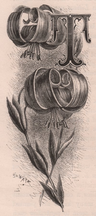 Letra T, letra maiúscula, gravura, cm 10x5, de Frederick Edward Hulme (1841-1909) de The familiar Garden Flower, cerca de 1880 de Frederick Edward Hulme