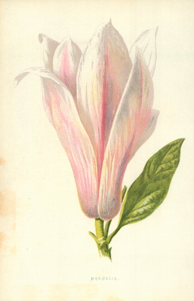 Magnólia de Frederick Edward Hulme