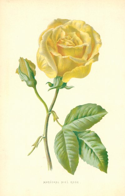 Marechal Niel Rose de Frederick Edward Hulme