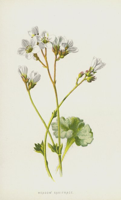 Saxifrage de Prado (cromolitho) de Frederick Edward Hulme