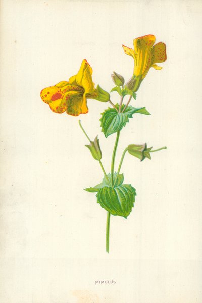 Mimulus de Frederick Edward Hulme