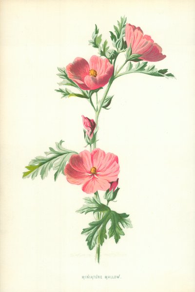 Malva Miniatura de Frederick Edward Hulme