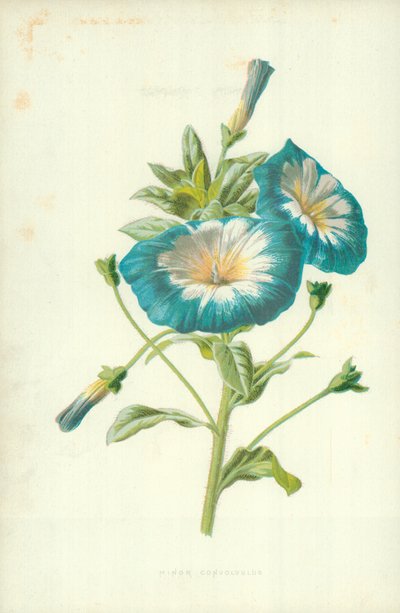 Convolvulus menor de Frederick Edward Hulme