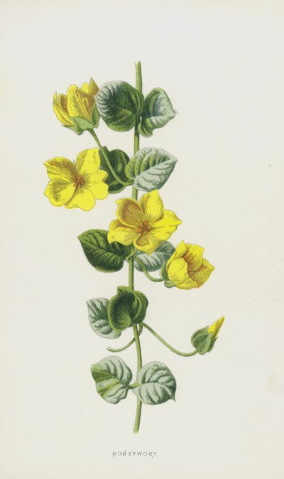 Moneywort (cromolito) de Frederick Edward Hulme