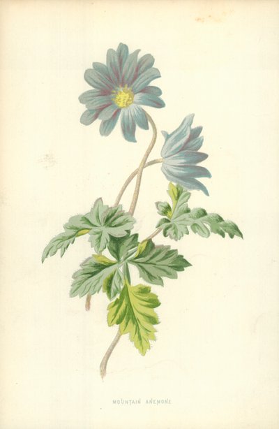 Anêmona da montanha de Frederick Edward Hulme
