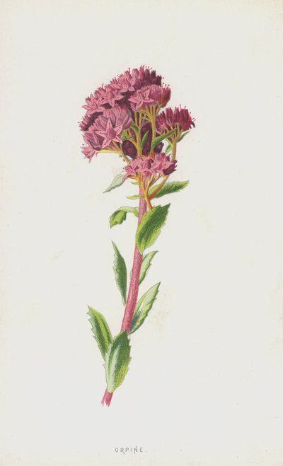 Orpine (cromolitho) de Frederick Edward Hulme