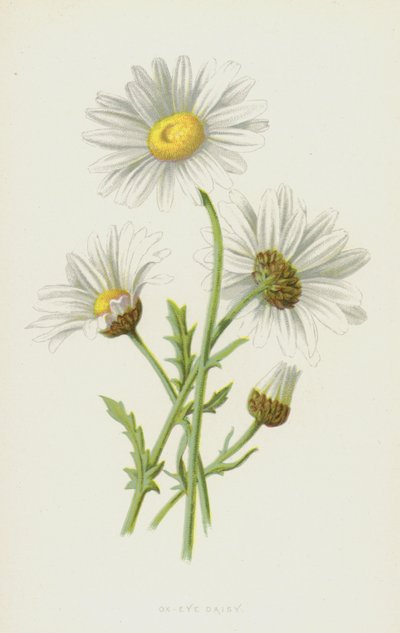 Margarida olho de boi (cromolitho) de Frederick Edward Hulme