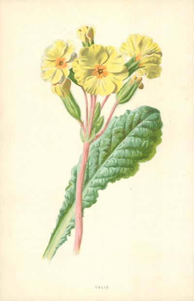 Oxlip de Frederick Edward Hulme