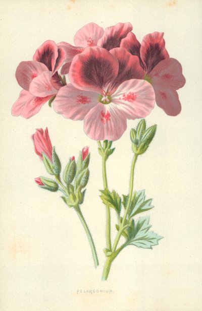 Pelargonium de Frederick Edward Hulme