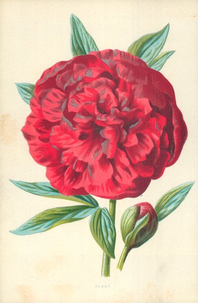 Peônia de Frederick Edward Hulme