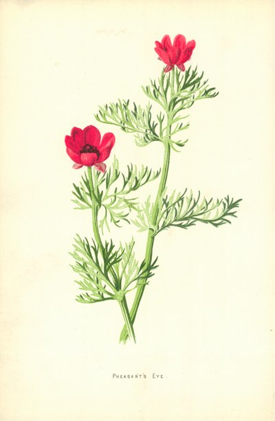 Olho de Faisão de Frederick Edward Hulme
