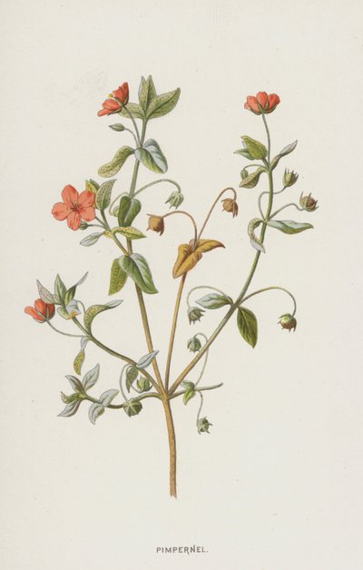 Pimpinela (cromolito) de Frederick Edward Hulme
