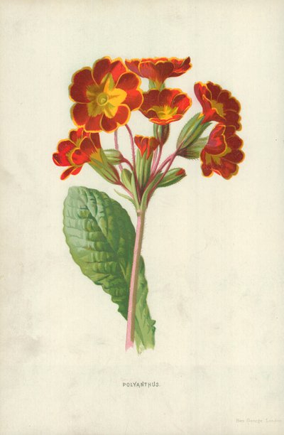 Polyanthus de Frederick Edward Hulme