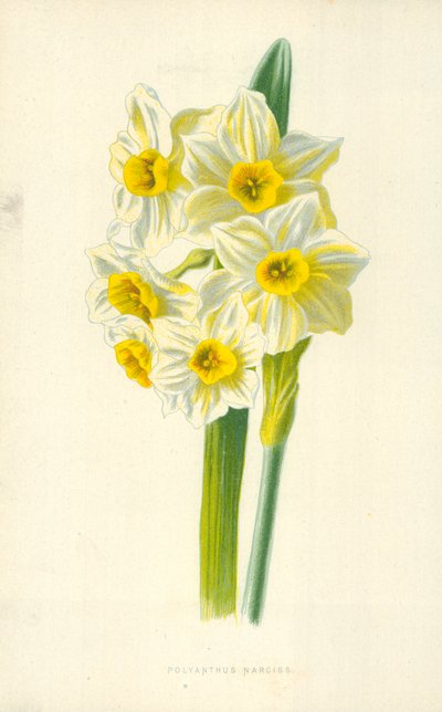 Polyanthus Narciss de Frederick Edward Hulme