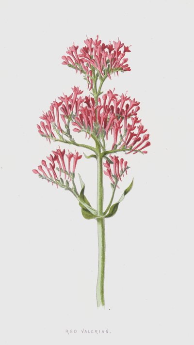 Valeriana vermelha (cromolitho) de Frederick Edward Hulme