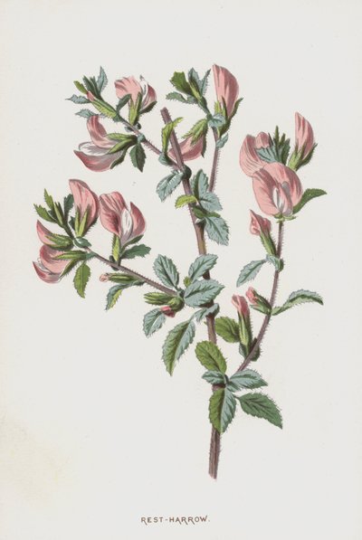 Resto-Grade (cromolito) de Frederick Edward Hulme