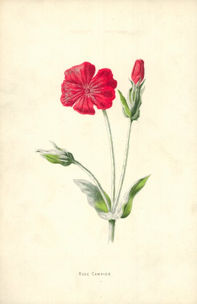 Rose Campion de Frederick Edward Hulme
