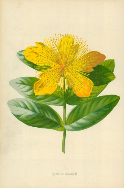 Rosa de Saron de Frederick Edward Hulme