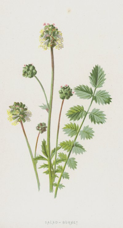 Salada-Burnet (cromolito) de Frederick Edward Hulme