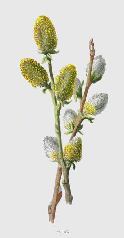 Pálido (cromolito) de Frederick Edward Hulme
