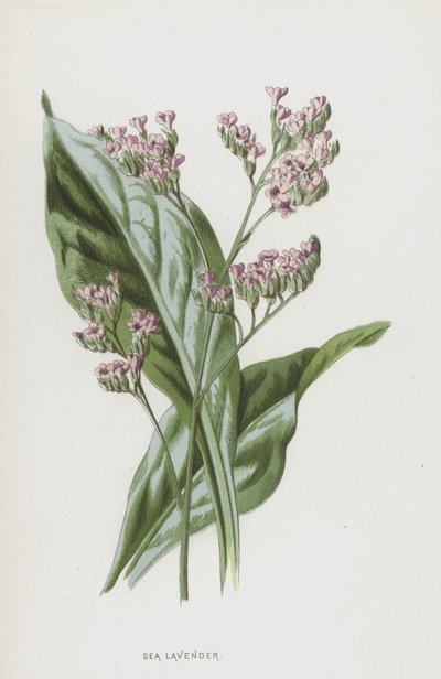 Alfazema do mar (cromolitho) de Frederick Edward Hulme
