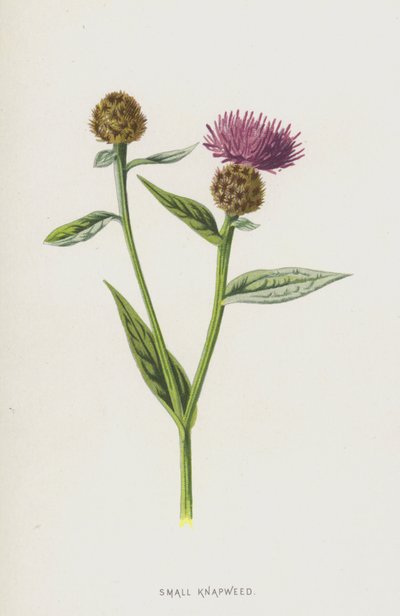 Knapweed pequeno (cromolitho) de Frederick Edward Hulme