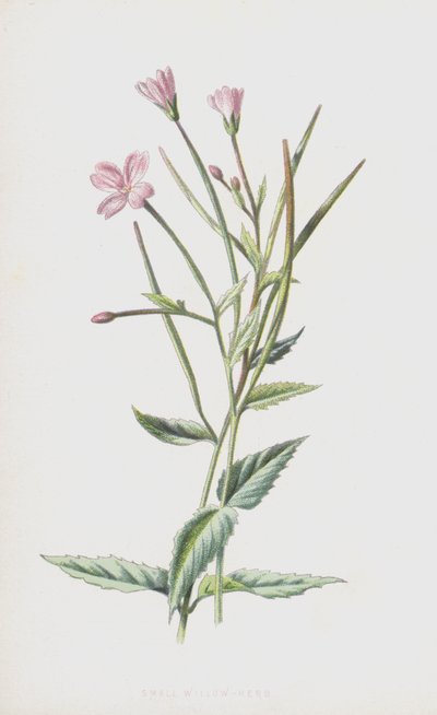 Salgueiro-Erva Pequeno (Chromolitho) de Frederick Edward Hulme