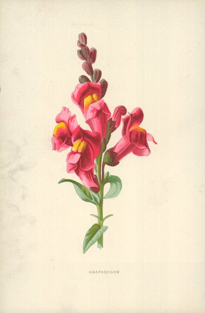 Snapdragon de Frederick Edward Hulme