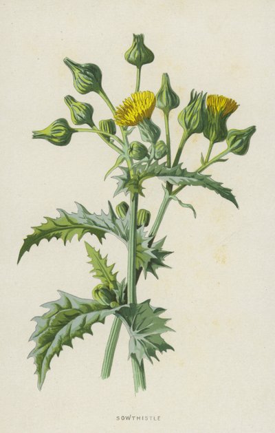 Sowthistle (cromolitho) de Frederick Edward Hulme