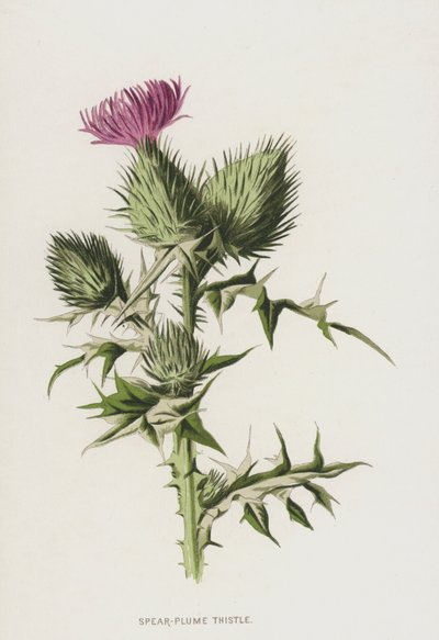 Cardo da pluma da lança (chromolitho) de Frederick Edward Hulme