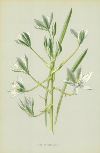 Estrela de Belém de Frederick Edward Hulme