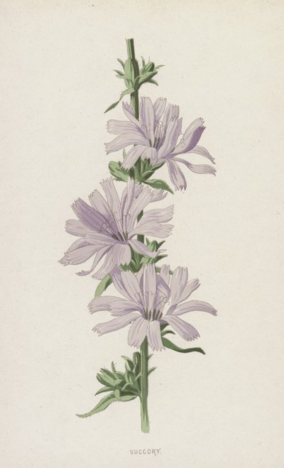 Succory (cromolitho) de Frederick Edward Hulme