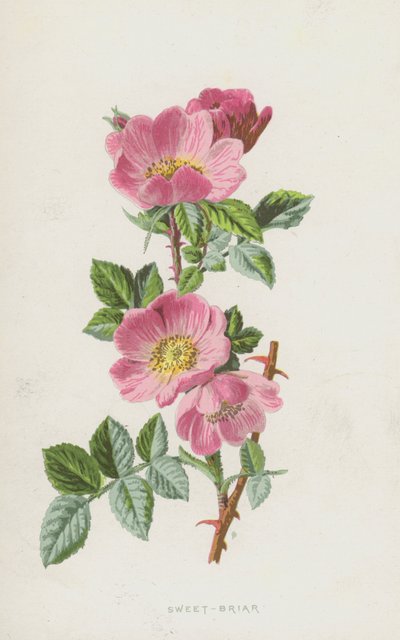 Briar doce (cromolitho) de Frederick Edward Hulme