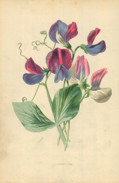Ervilha doce de Frederick Edward Hulme