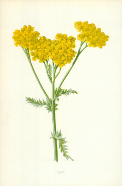Tansy de Frederick Edward Hulme