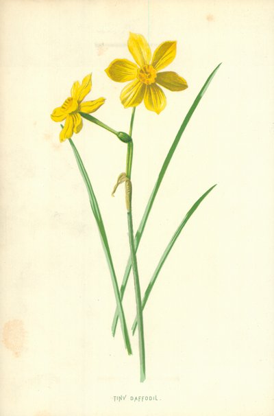 Narciso minúsculo de Frederick Edward Hulme