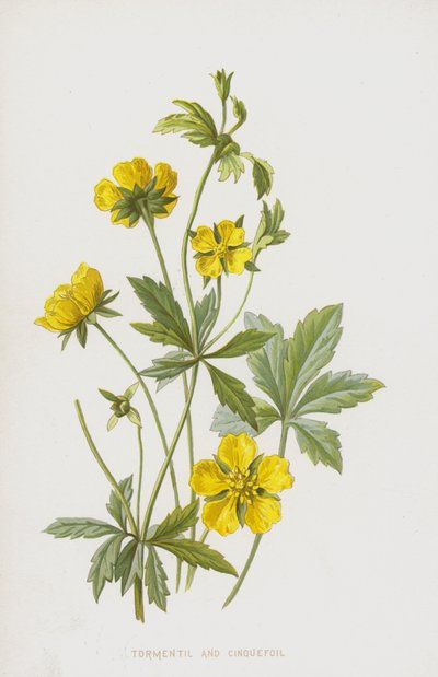 Tormentil e Cinquefoil (cromolitho) de Frederick Edward Hulme