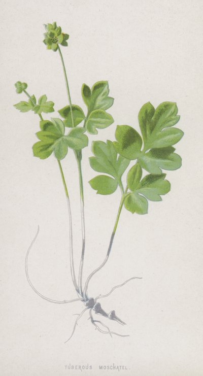 Moschatel tuberoso (cromolitho) de Frederick Edward Hulme